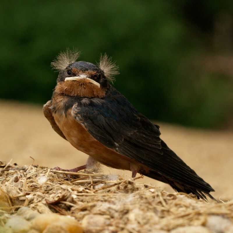 Barn swallow fledgling